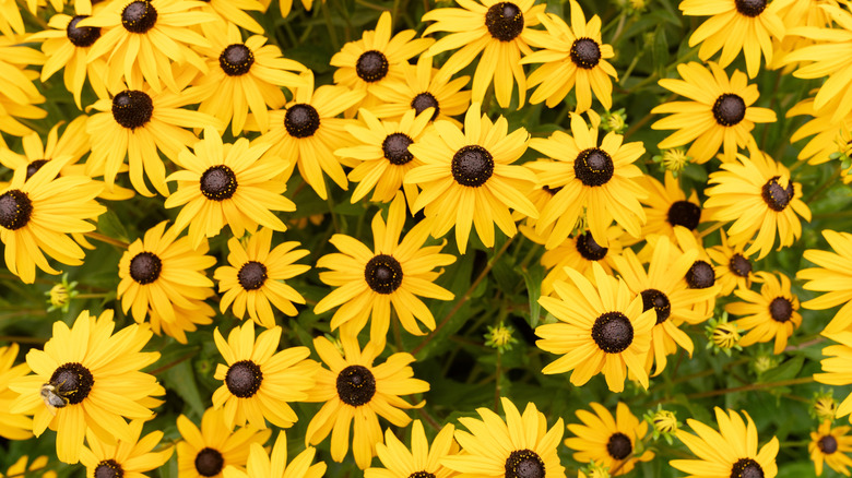 Summer black-eyed Susan flowering
