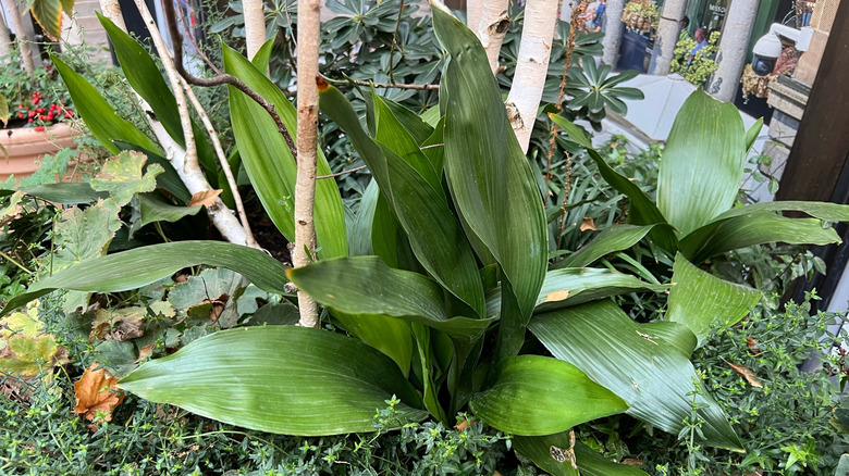 Cast irin plant growing in the garden