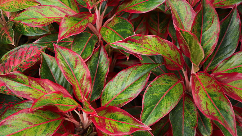 Close-up of a Chinese evergreen plant