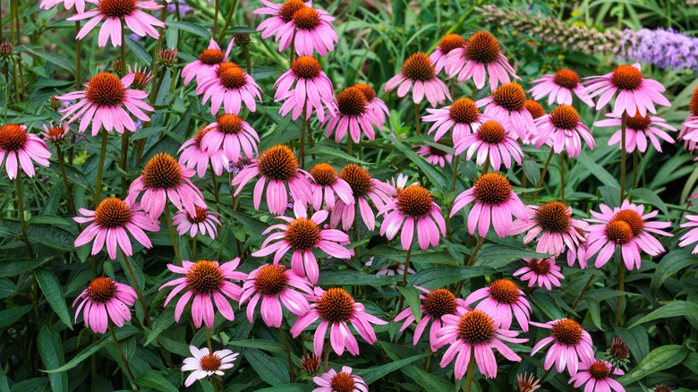 Pink coneflowers growing in the garden