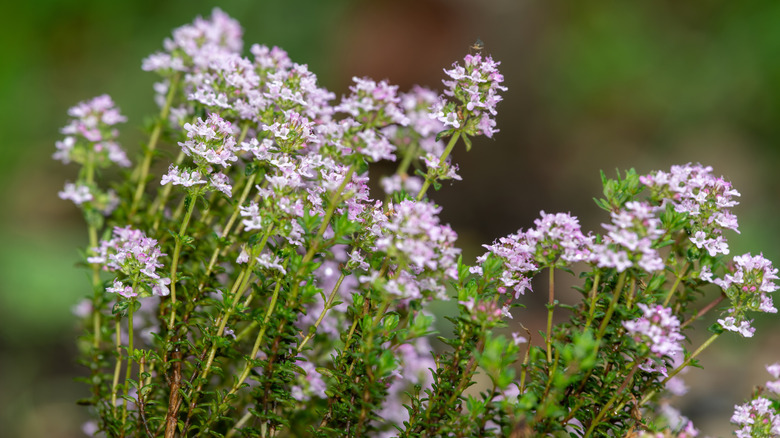 Close up of creeping thyme