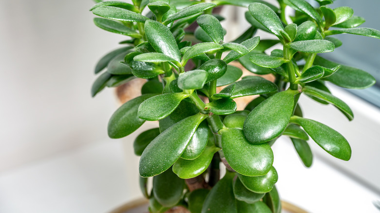 Jade plant on a windowsill
