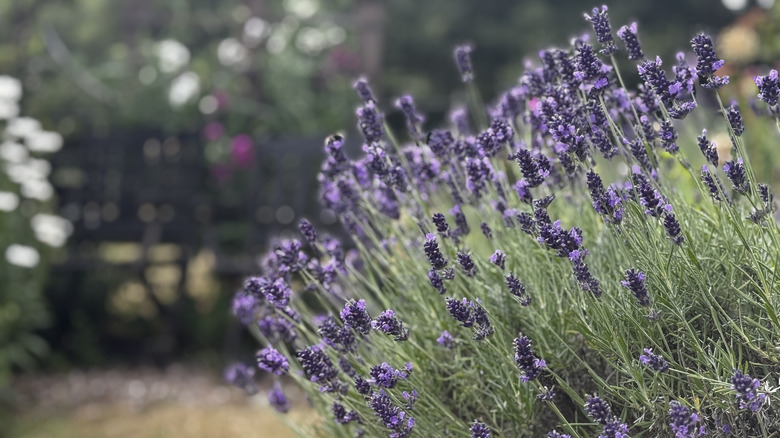 Lavender growing in a garden