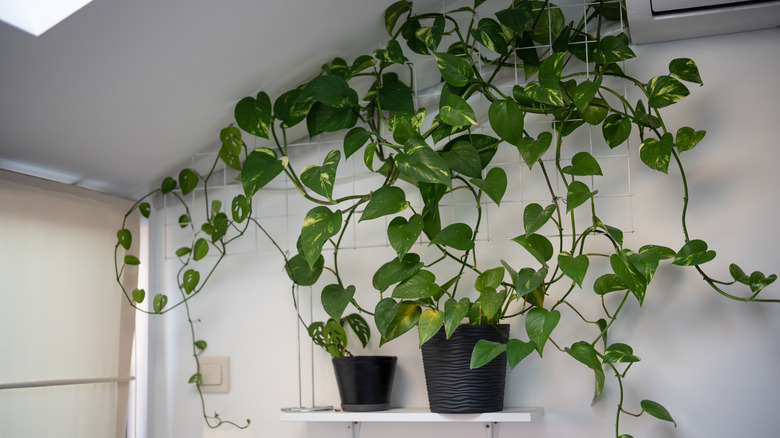 Potted Golden Pothos plant