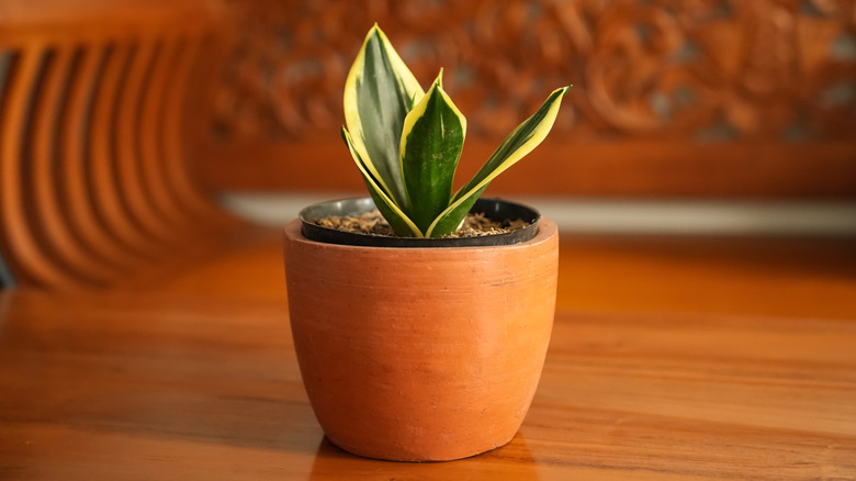Young snake plant in a terracotta pot