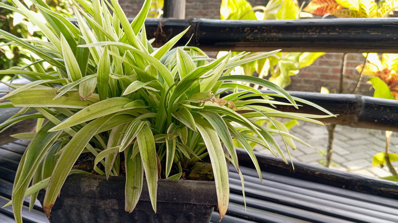 Large spider plant in a pot