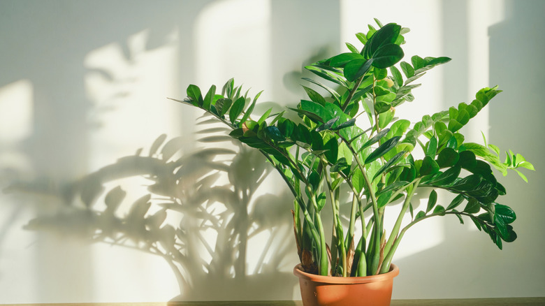 Large ZZ plant on floor in pot
