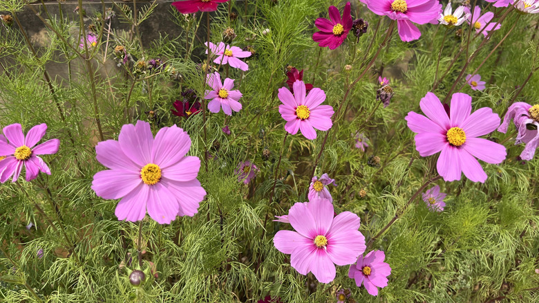 pink colored cosmos growing in a yard