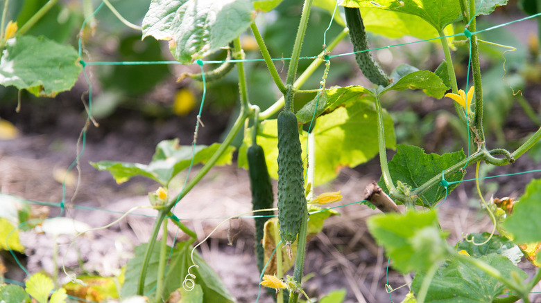 Green cucumber with a flower hanging on a branch in the garden on a sunny day