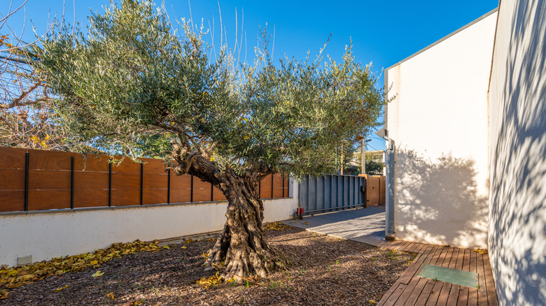 a live tree in the backyard of the house.