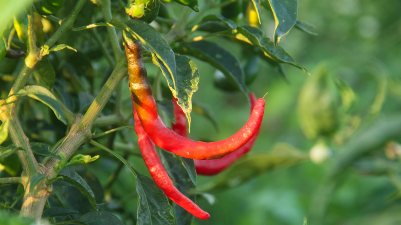 Red chilies ripe on the tree and ready to be harvested