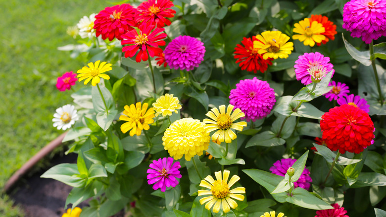Colorful zinnias in full bloom