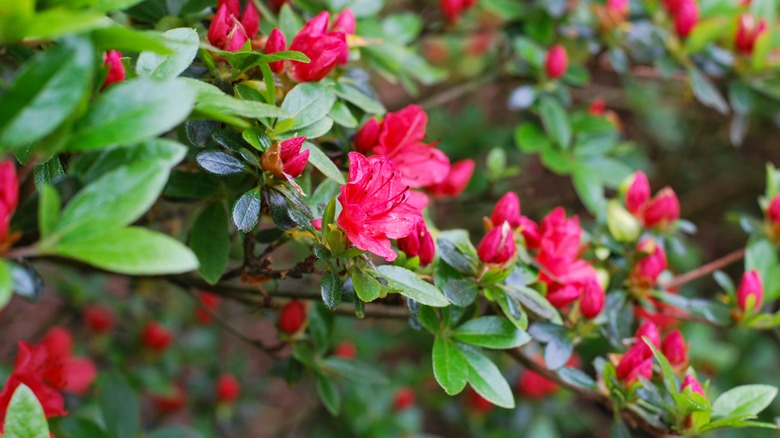 Dark pink azalea flowers in bloom