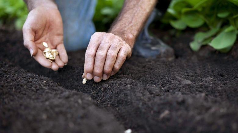 Person planting seeds in their garden