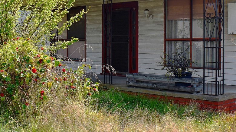 An unkempt front porch with a dried-up planter and overgrown grass and bushes in the yard