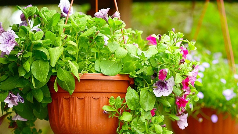 Healthy matching hanging baskets with overflowing, healthy flowers