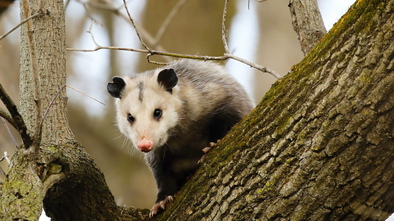 Opossum in a tree