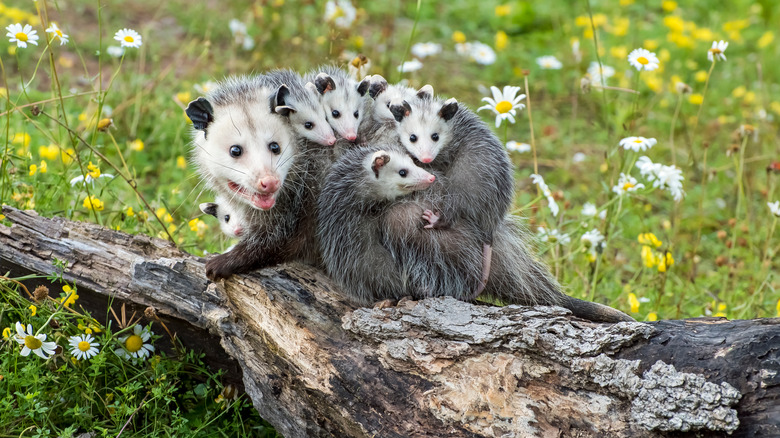 Possum family on tree trunk
