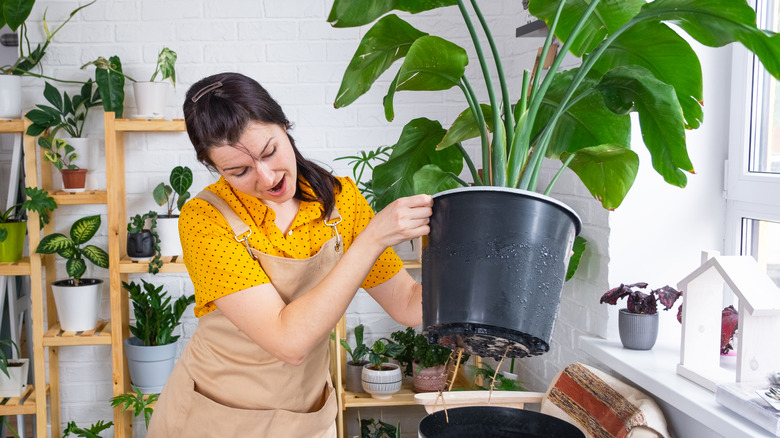 A woman lifts a large houseplant up by the pot.
