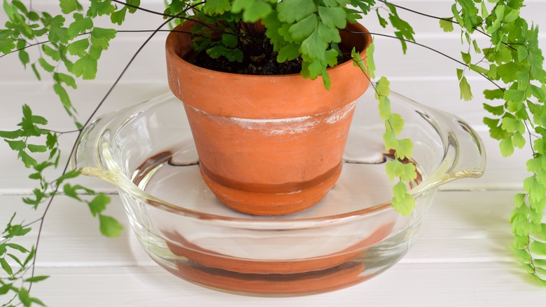 A potted plant soaks in a water dish.