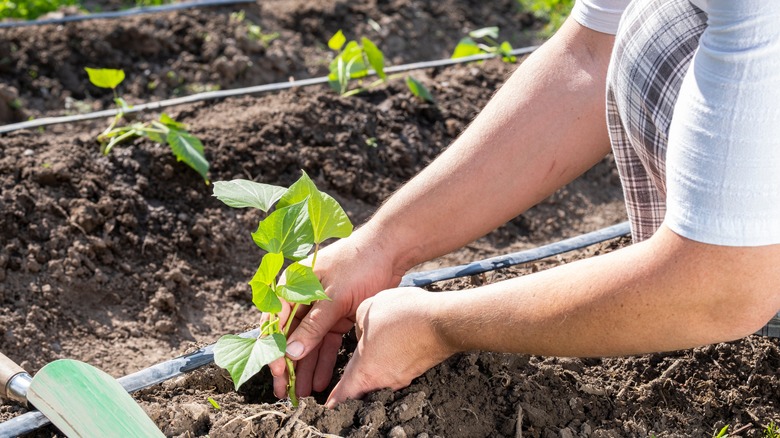 Person planting sweet potato seedlings