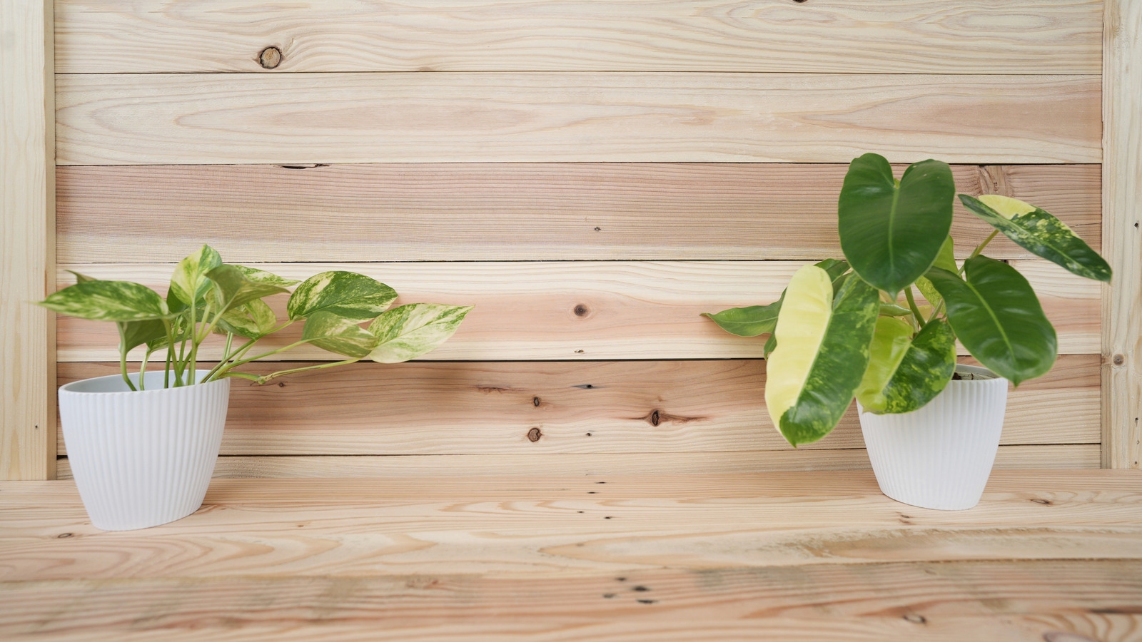 Pothos And Philodendron: The Biggest Differences And Which Is Right For  Your Home