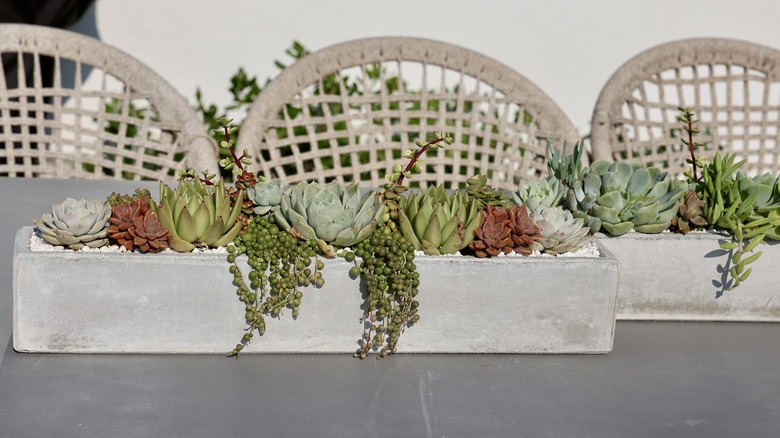 Rectangular concrete planters holding multiple succulents