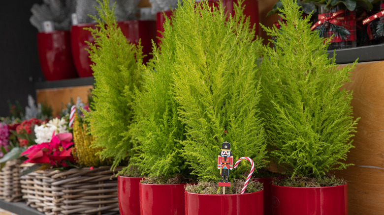 lemon cypress trees in red pots on a shelve