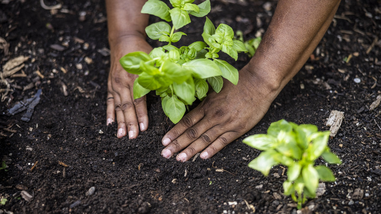 Hands pressing plant into the ground