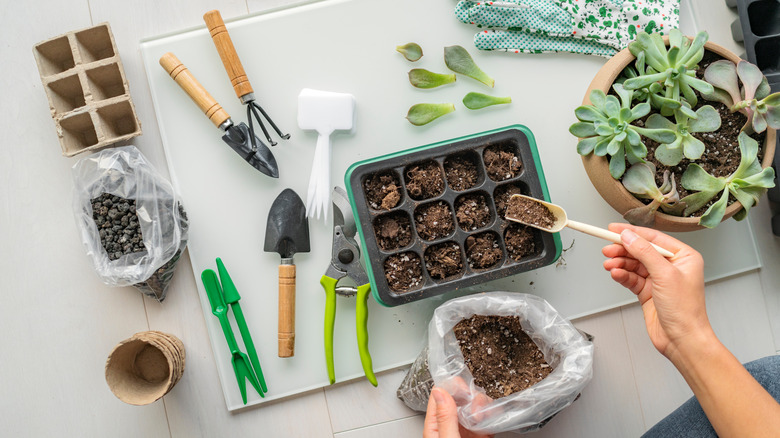 gardening with soil indoors