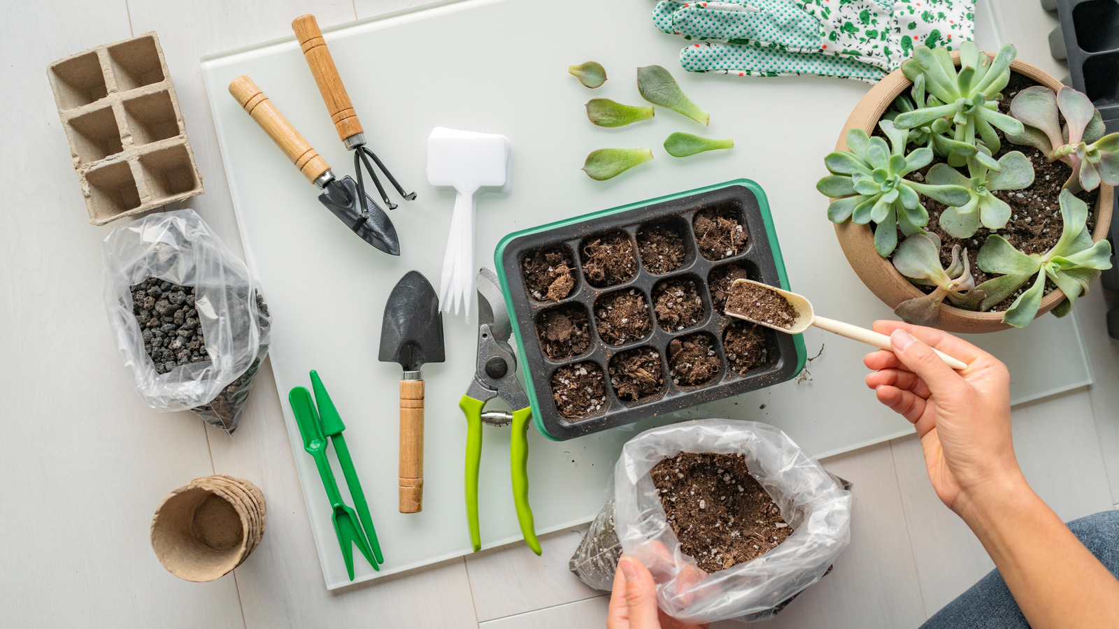Potting Soil Vs Seed Starting Mix Which Works Better For Starting Seeds?