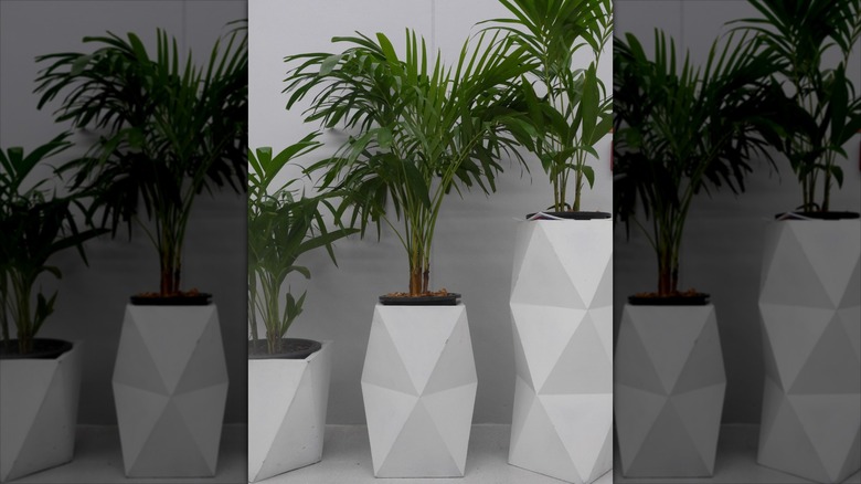 tall palm plants