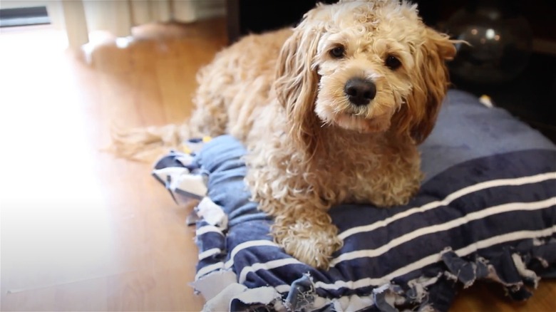 cane sul letto asciugamano blu