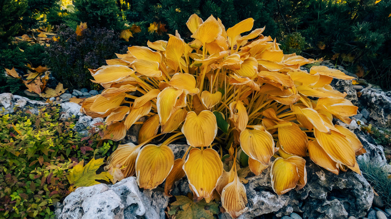 The golden leaves of a hosta plant in late fall