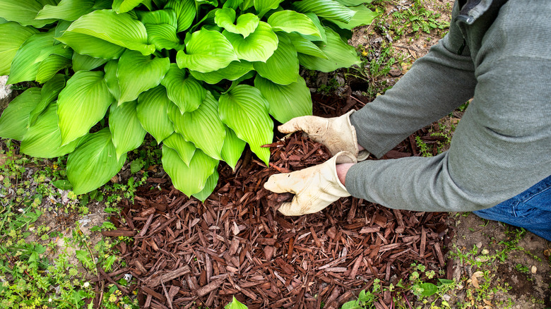 A person adding mulch to the base of a hosta plant