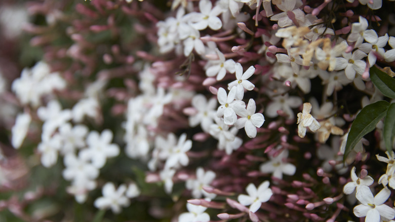 Brilliant white jasmine flowers on red and green foliage in the background