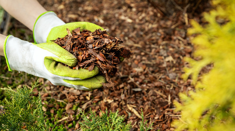 Gloved hands piling up mulch on the soil