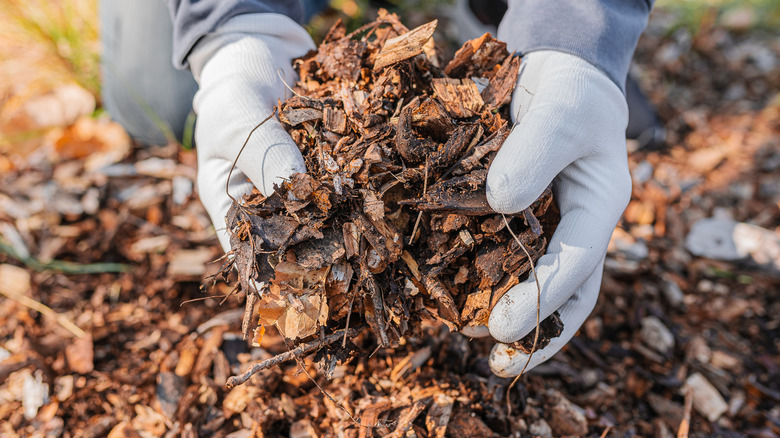 Gardeners gloved hands holding mulch above the ground.
