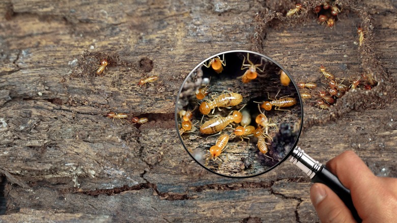 Termites under magnifying glass