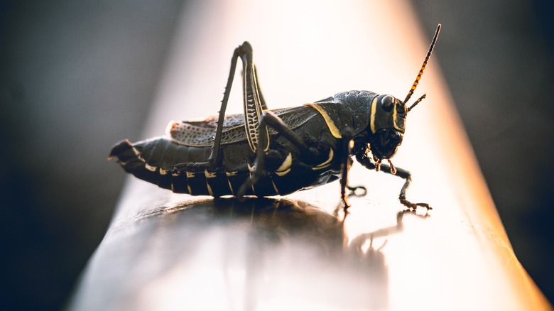 A cricket on a ledge