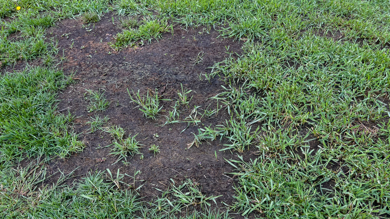 Close-up of a lawn showing patches of bare soil, indicating early signs of soil erosion