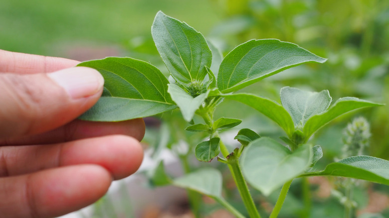 Hand touching a sweet basil leaf