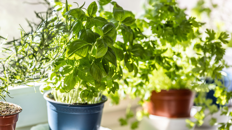 Fresh herbs in pots near sunlight