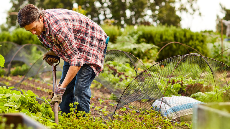 digging up a plant