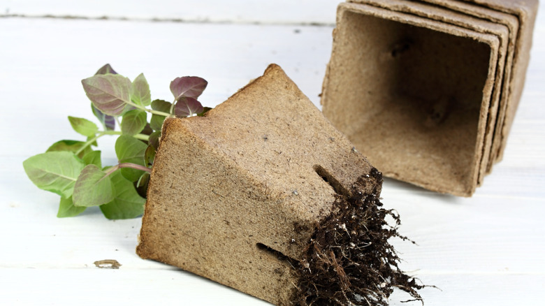 potted bee balm roots