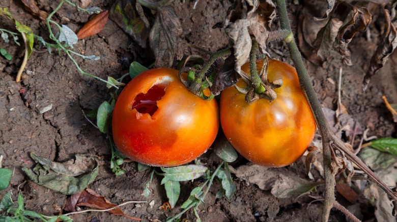 Tomato damaged by bird