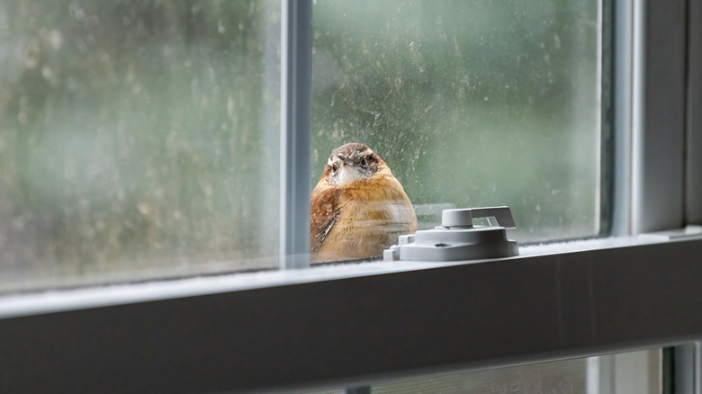 A small bird sitting on a widow ledge outside a dirty window