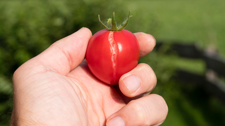 Small split tomato in hand