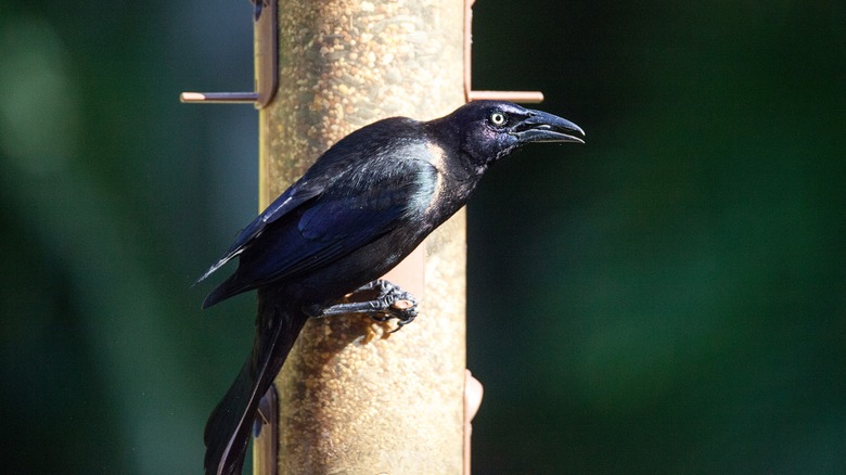 Crow eating from bird feeder