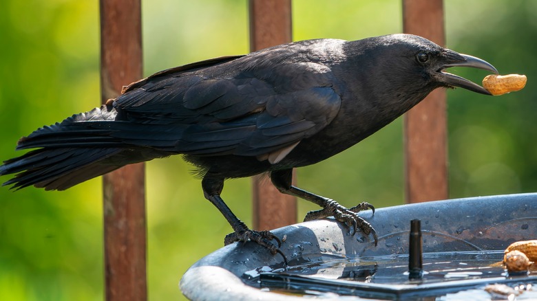 Crow at birdbath with shelled peanut in mouth